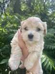 Maltipoo Sunia Szczeniak