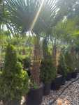 Palma mrozoodporna Trachycarpus Fortunei