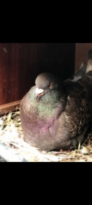 Várias raças de pombos