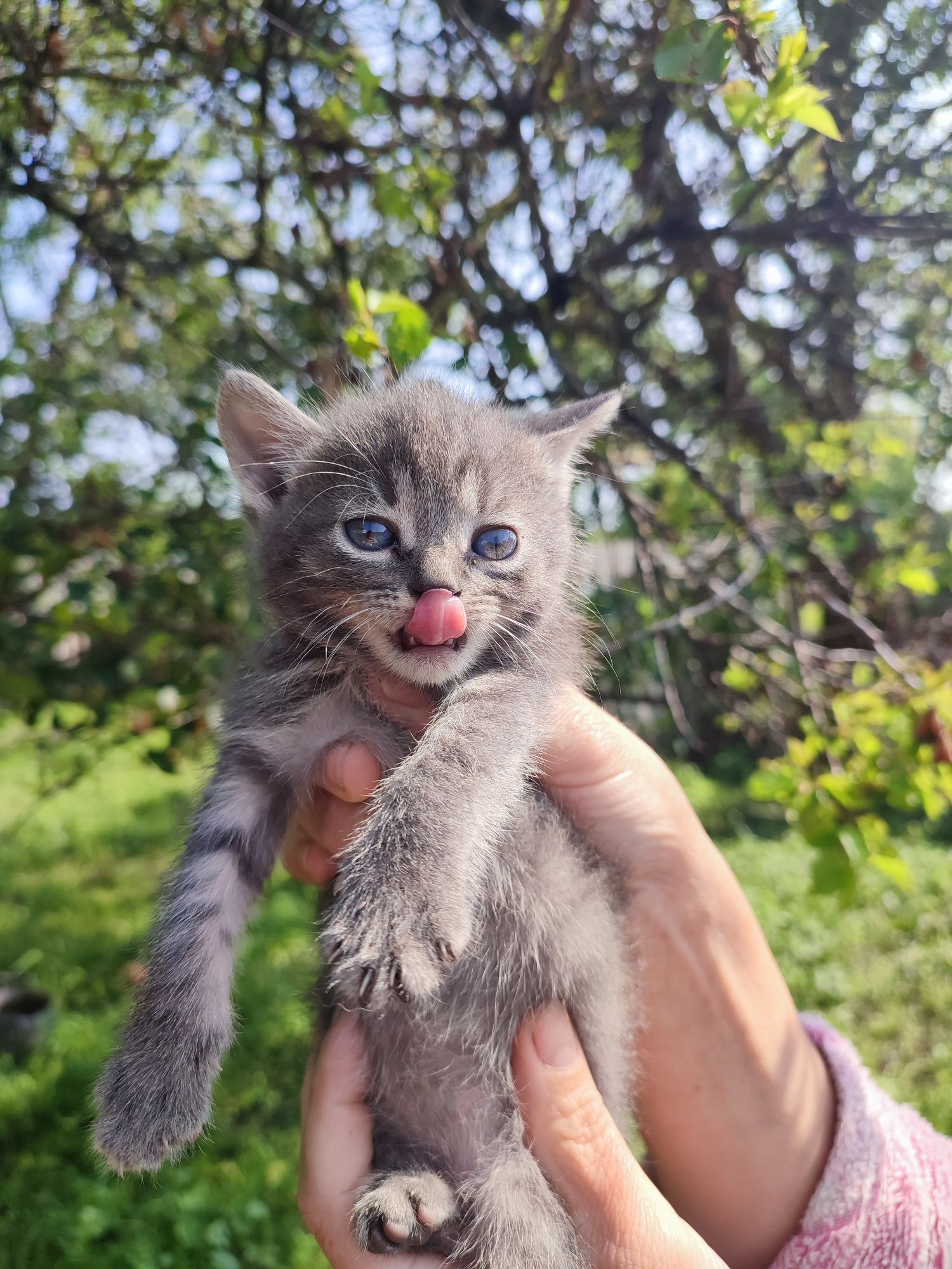 Котенята в добрі руки