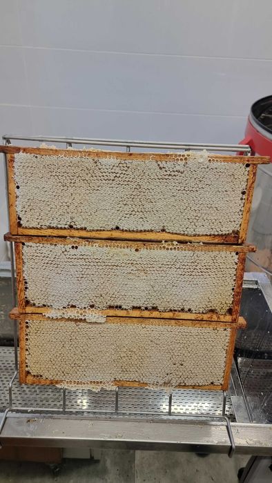 MIÓD 2025: rzepakowy