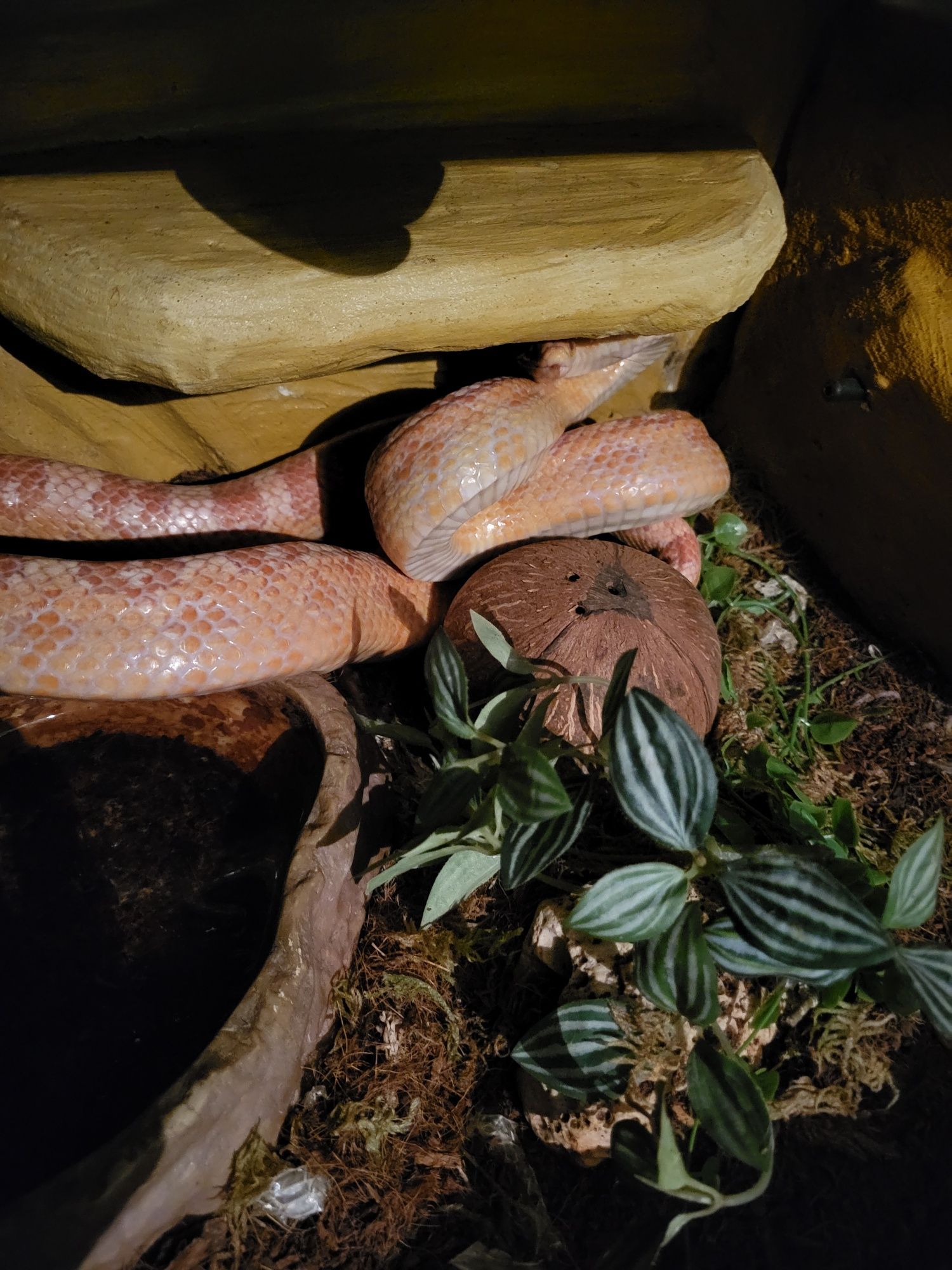 Terrarium z wężem zbożowym