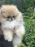Pomeranian/piesek/ZKwP/FCI/Boo/szpic miniatutowy