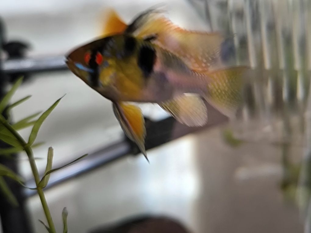 Ramirezi German Blue Macho
