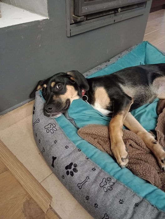 Szczeniak 5 miesięcy