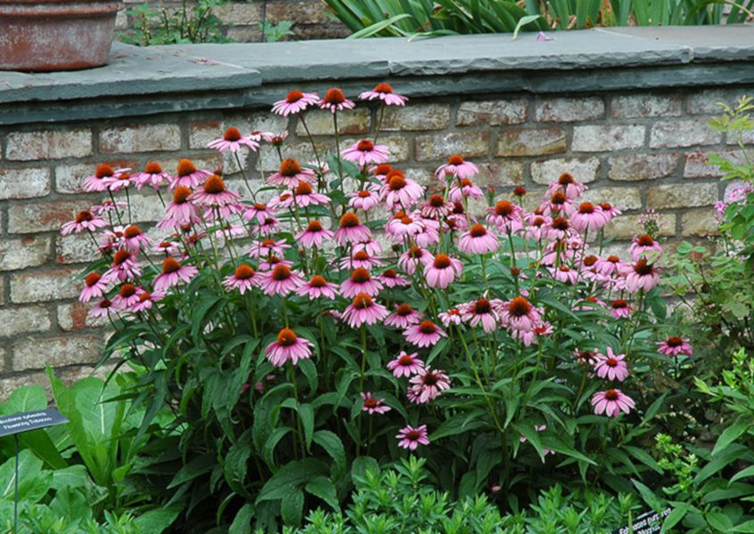 JEŻÓWKA Echinacea Magnus Superior - sadzonki w doniczkach