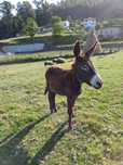 Burro macho joven