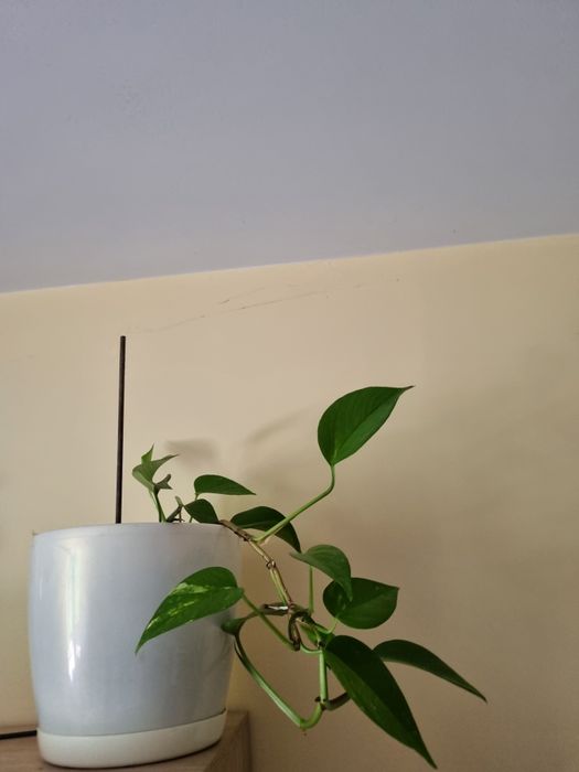 Epipremnum złociste