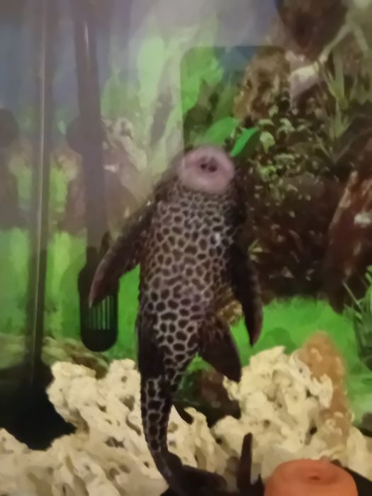 Limpa fundos Plecostomus