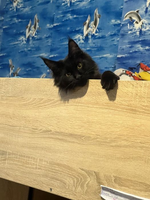 Мейкун вязка мальчик