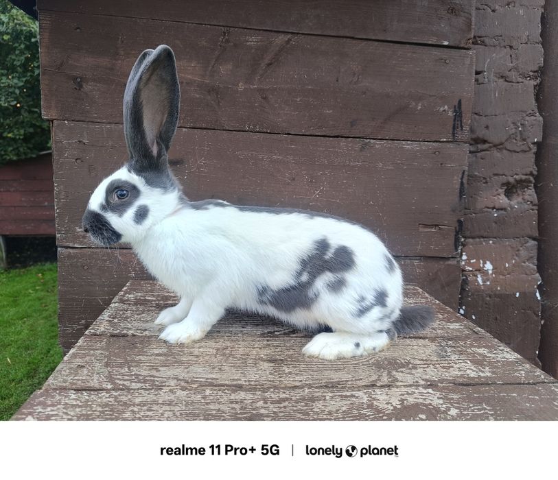 Królik samica olbrzym srokacz