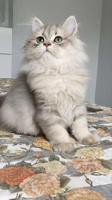 Британське кошеня голубе золото