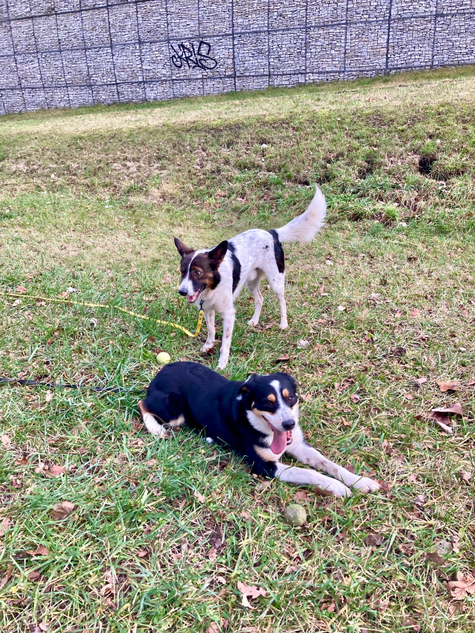 Młody Aks mix border collie do adopcji!