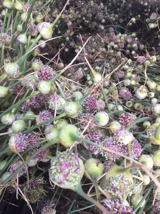 Однозубка часник