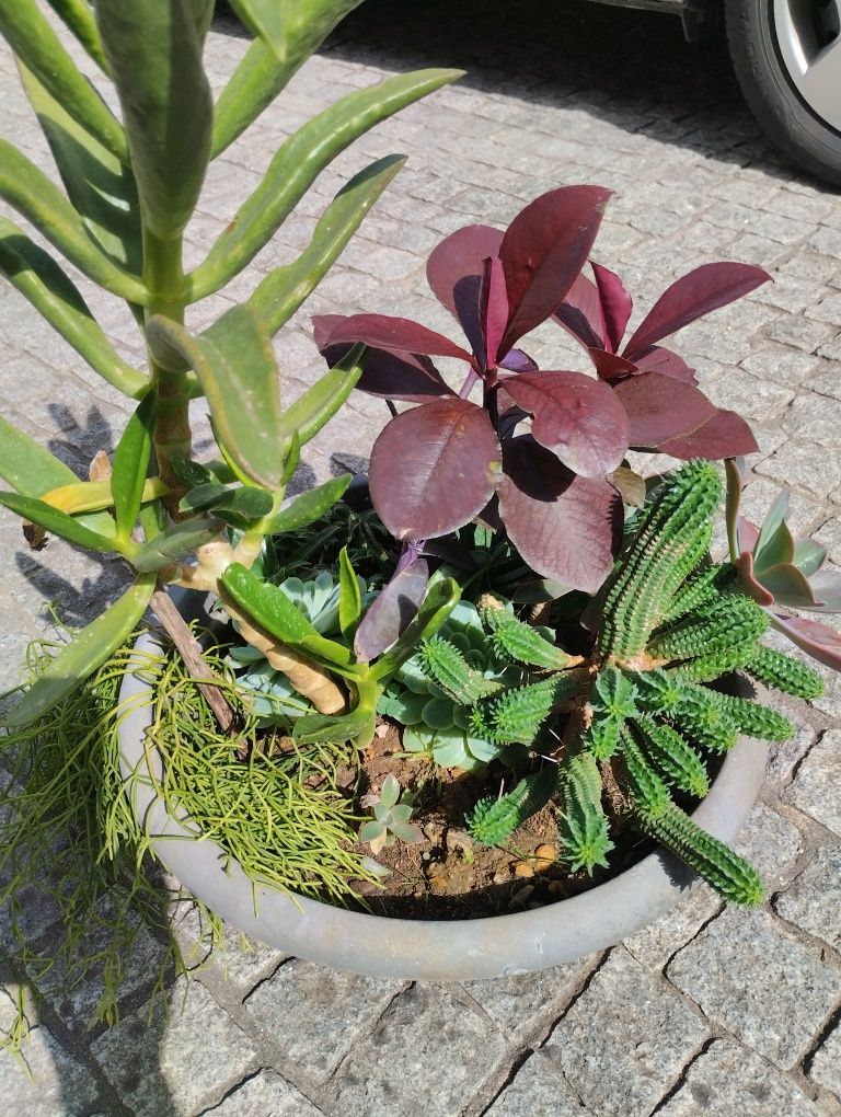 Vaso de  suculentas