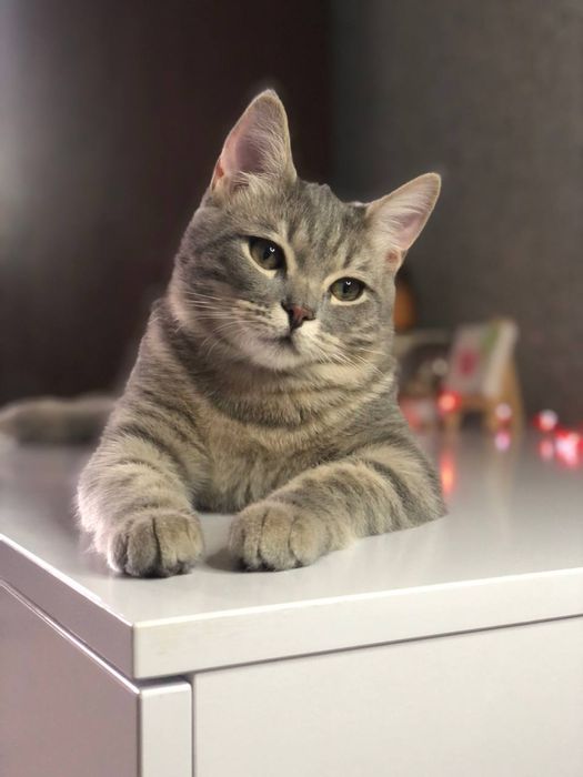 Пропал кот по кличке Моник