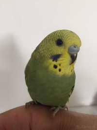 Идеальные домашние питомцы - волнистые попугаи
