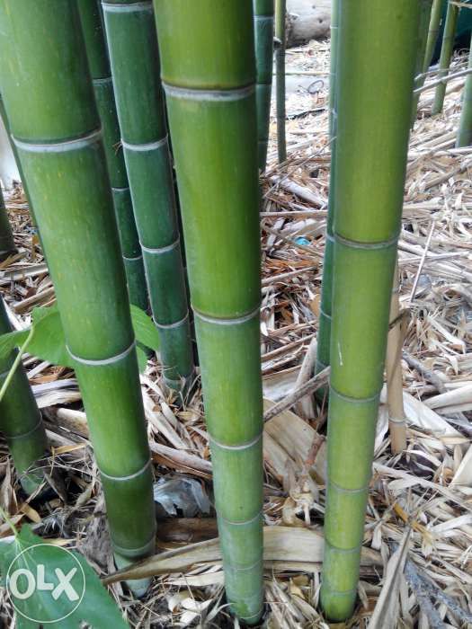 Canas da Índia bambu