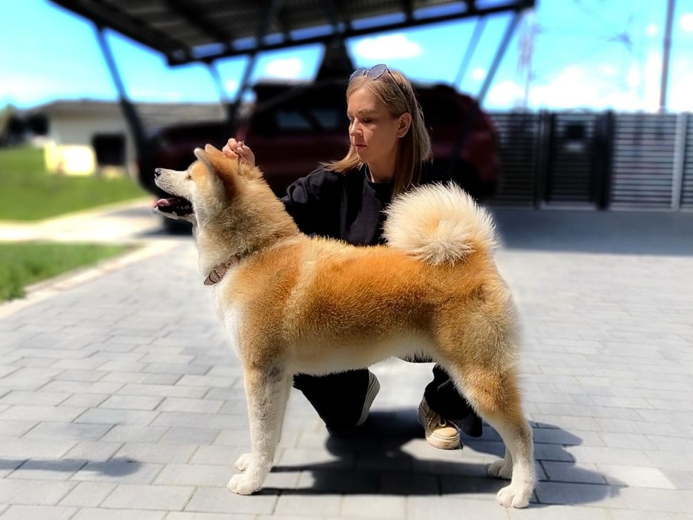 Akita Inu Japońska szczeniak ZKwP/FCI rodowód