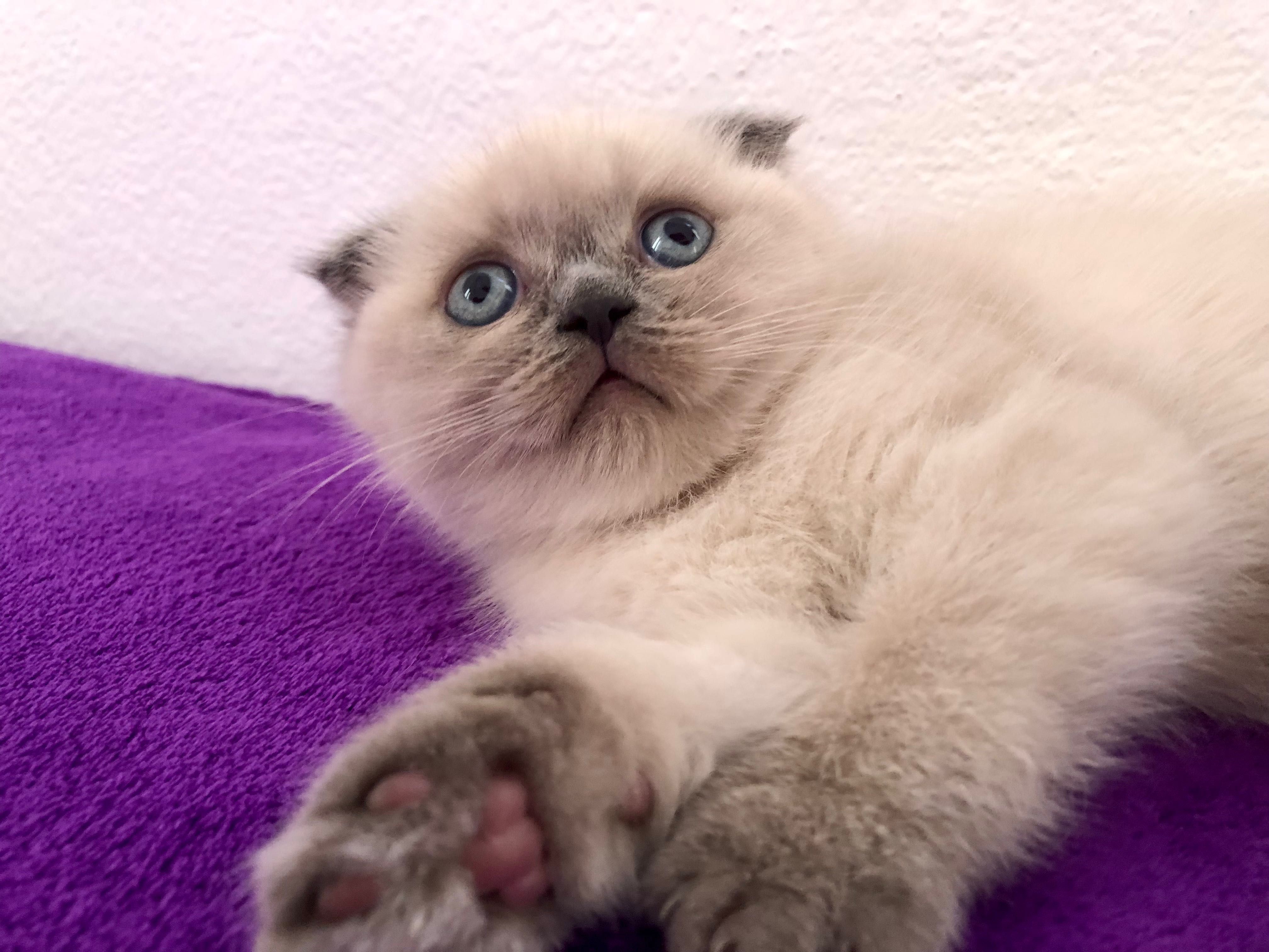 Fêmea Scottish Fold Blue Point