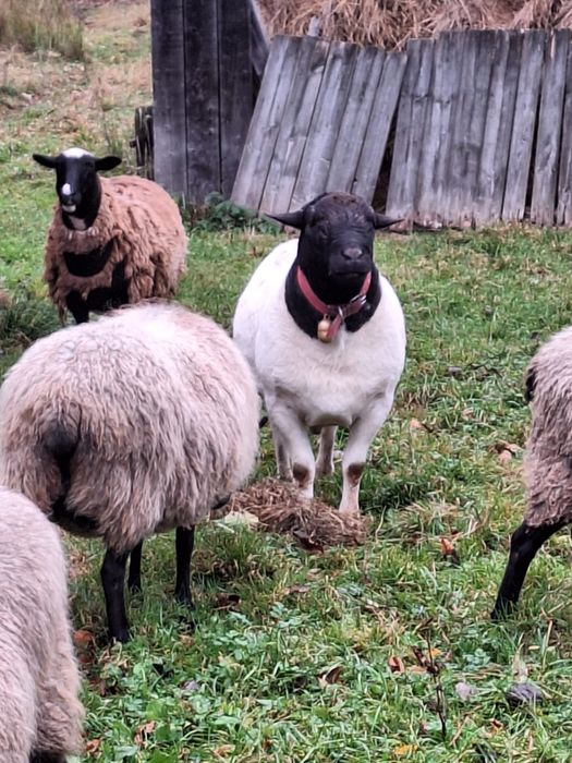 Баран Дорпер породистий