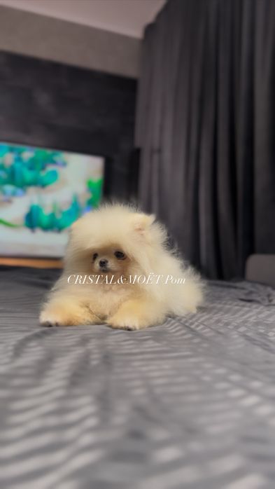 Мальчик померанский шпиц,экстрамини,тип мишка