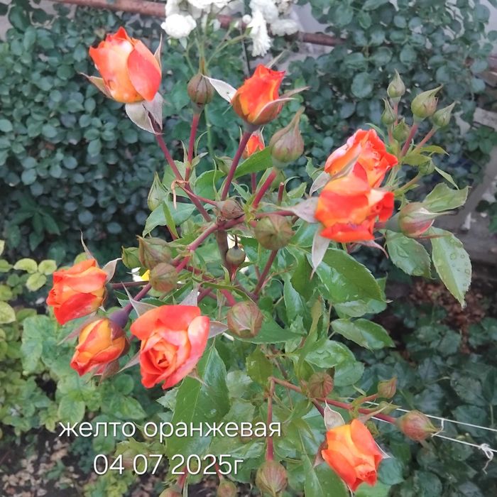 Розы плетистые, разные, на собственных  корнях.