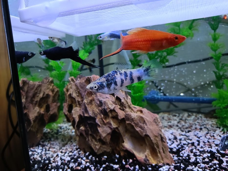 Vendo ou troco 2espadas machos e 1 platy macho