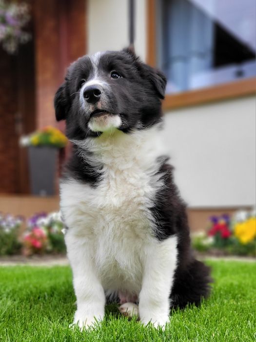 Border Collie Śliczny Piesek