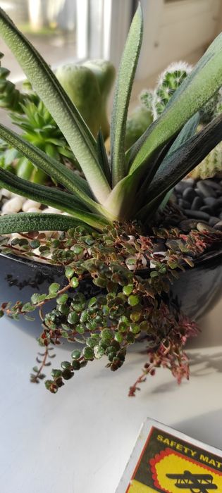 Композиция сукулентов