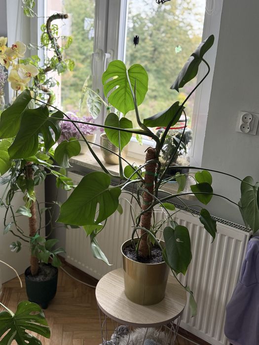 Monstera