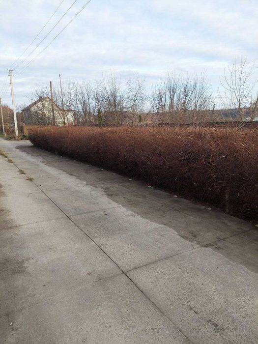 Стрижка декоративних дерев, кущів, хвойних рослин/Догляд за садом