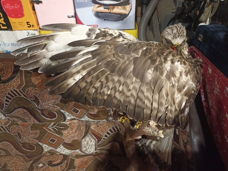 Продам чючело орла!