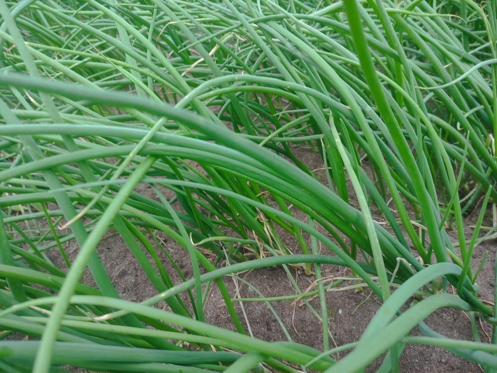 Cebolo para plantar