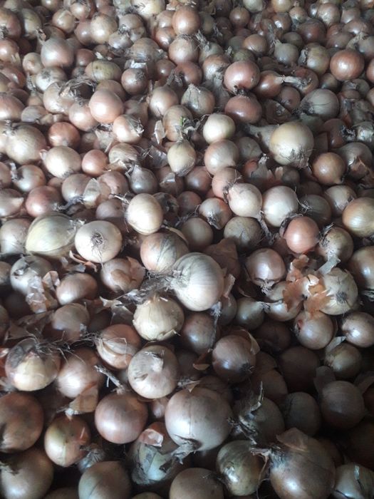 Sprzedam marchew ziemniaki