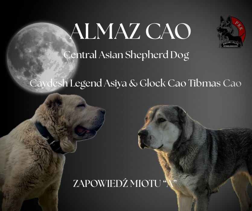 Owczarek środkowoazjatycki - zapowiedź miotu