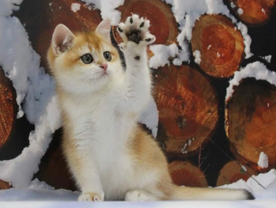 Елитные золотые шиншилы от титулованных родителей!