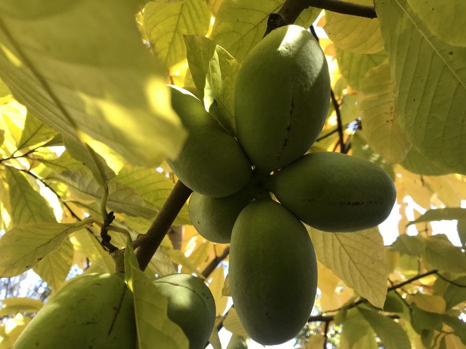 Варення з плодів азиміни, інжиру