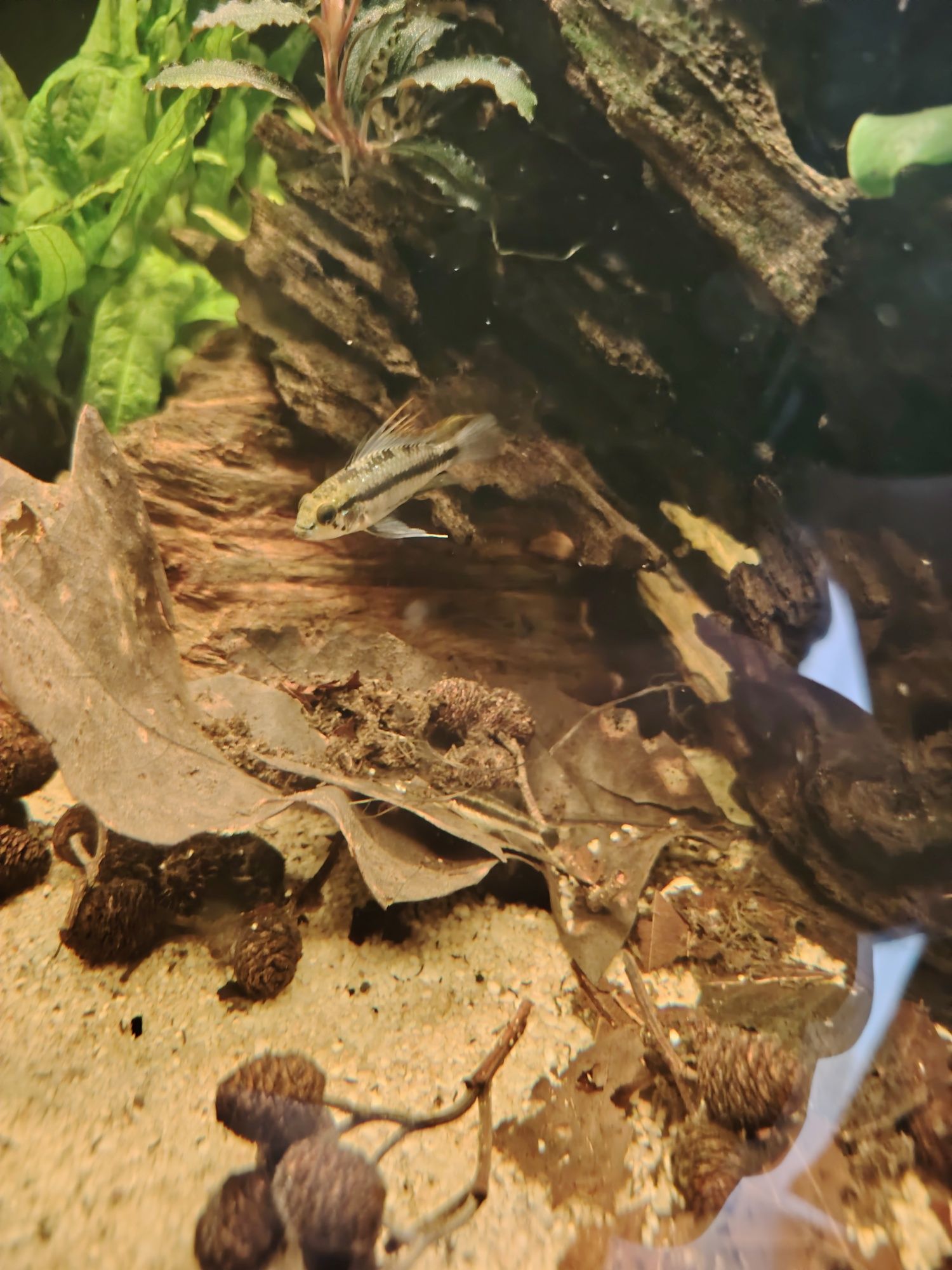 Apistogrammas trifasciata