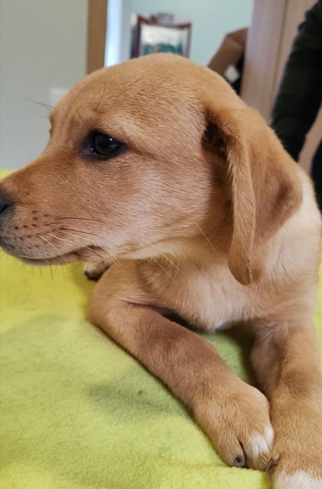 Dou cachorros porte médio