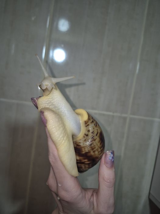 Ахатина ретикулята альбіно боді равлики 3-4 місячні