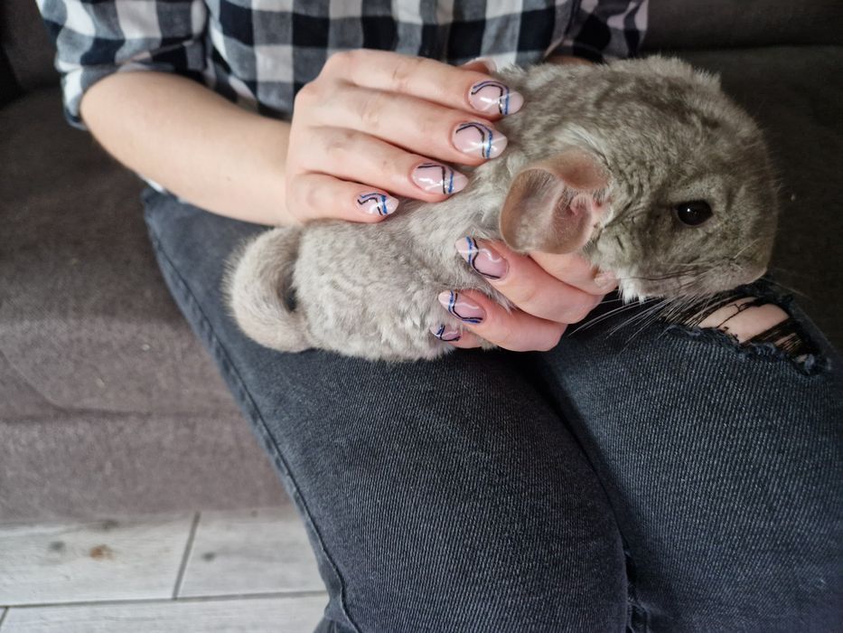 Szynszyl  4 miesiące samiec beżowy