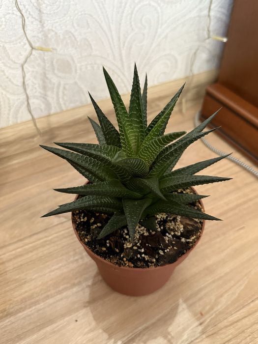 Haworthia limifolia, хавортія ліміфолія, сукулент