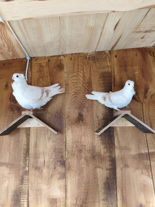 Gołębie newki płowe