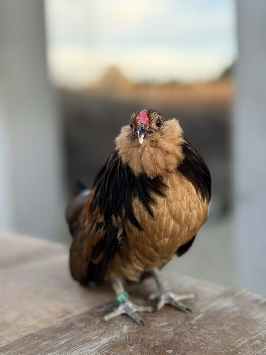 Galo barbuda D’Anvers