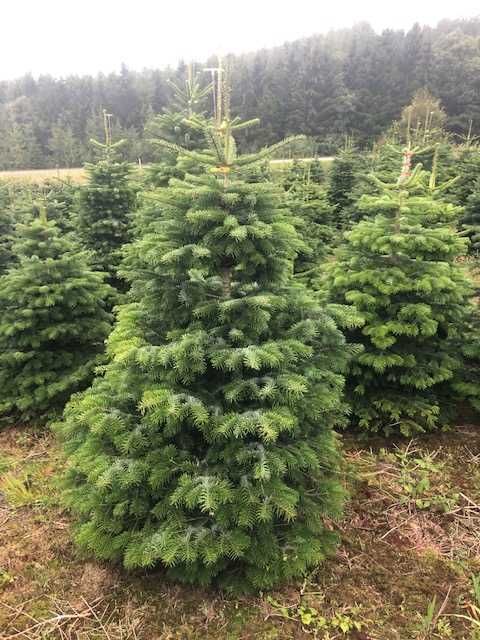 JODLA KAUKASKA !!! 150 - 200 CM! Choinki ! Piękne! Jodła ! Okazja