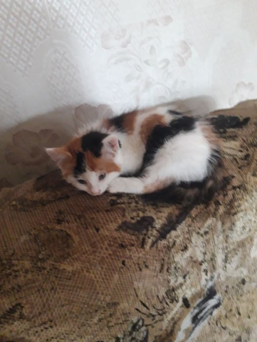 Отдадим котят в ответственные руки