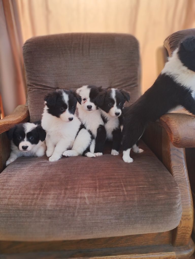 Border collie suczka