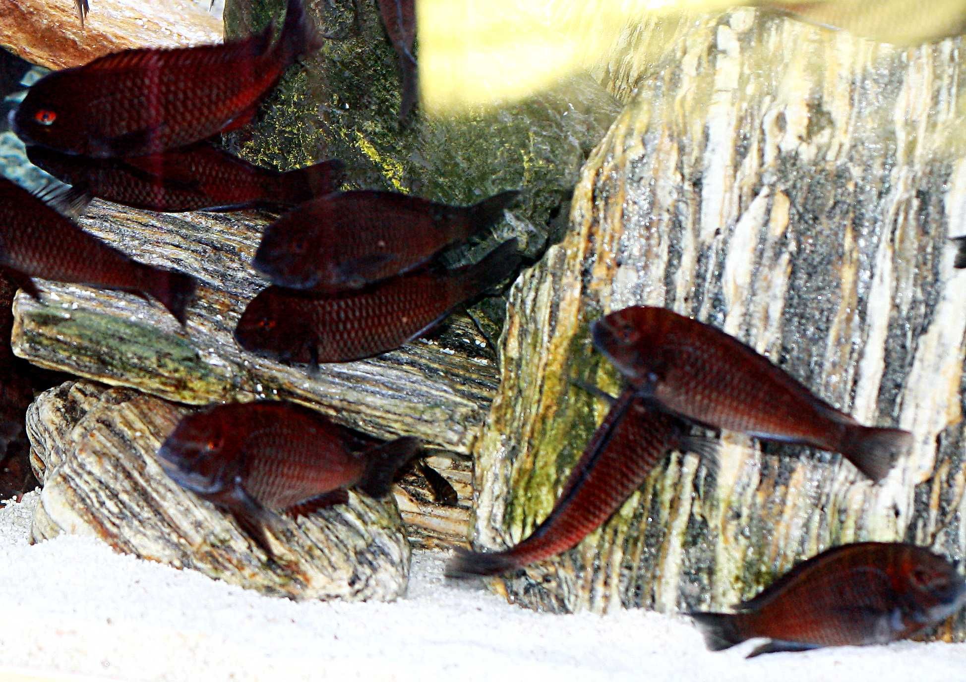 Tropheus chipimbi