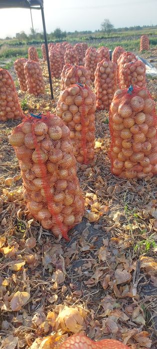 Продам цибулю на зберігання